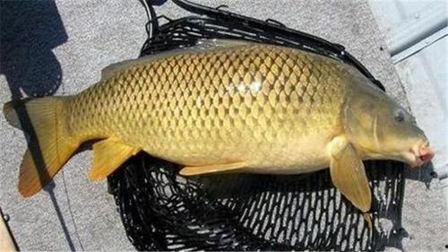 爆料大明星大鲤鱼视频,揭秘娱乐圈幕后风云 第2张 爆料大明星大鲤鱼视频,揭秘娱乐圈幕后风云 第2张